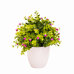 Outdoor Plants