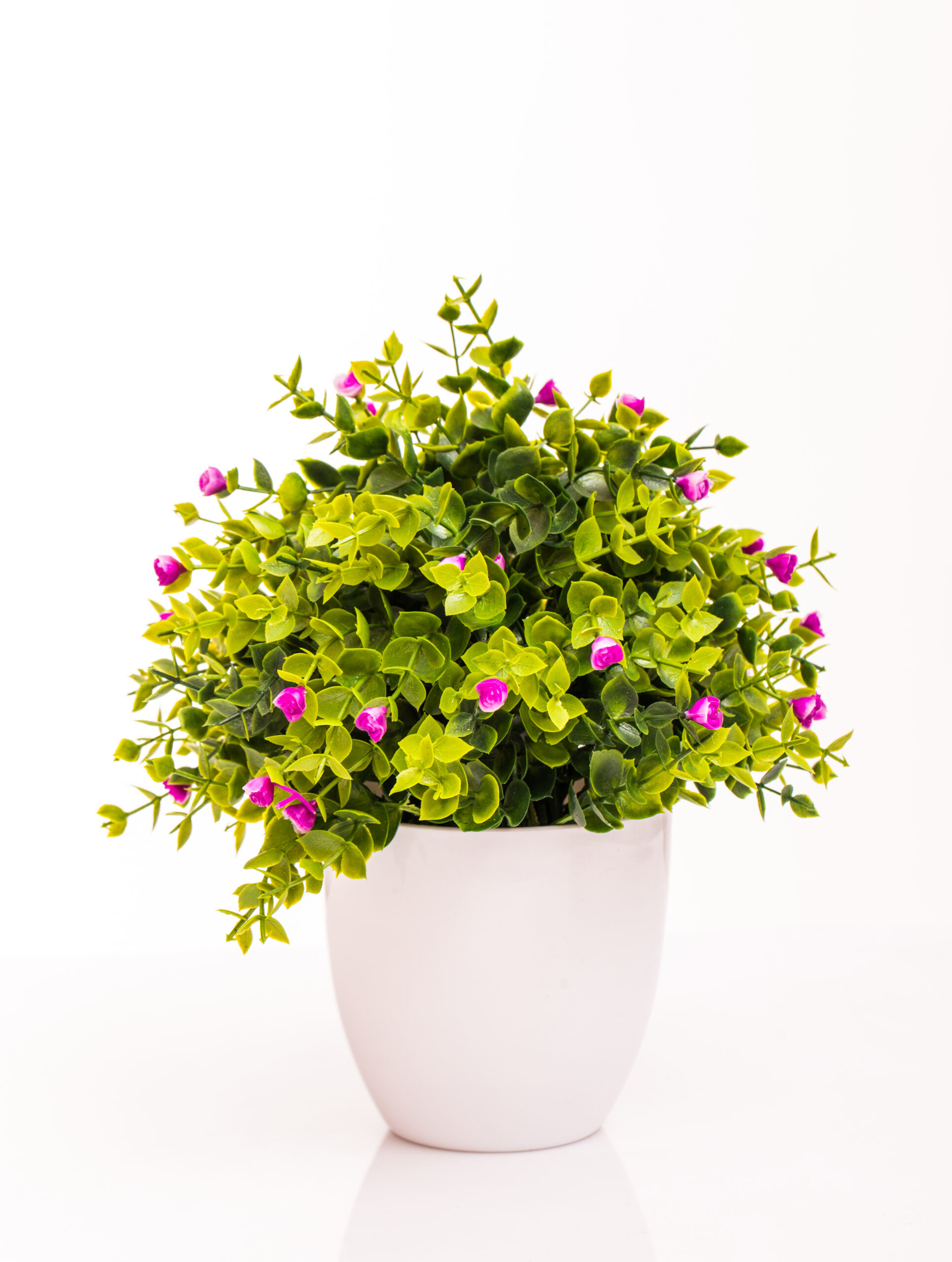 colour flowers white pot isolated white 1 scaled