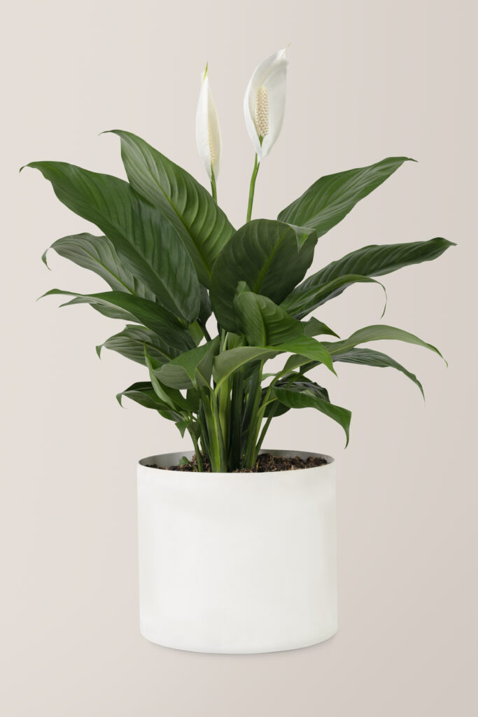 peace lily plant white pot