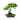 Bonsai Plants