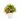 Outdoor Plants